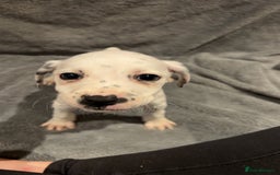 Mixed Breed dogs for sale: Dalmatianxboxer puppies  - Image 22