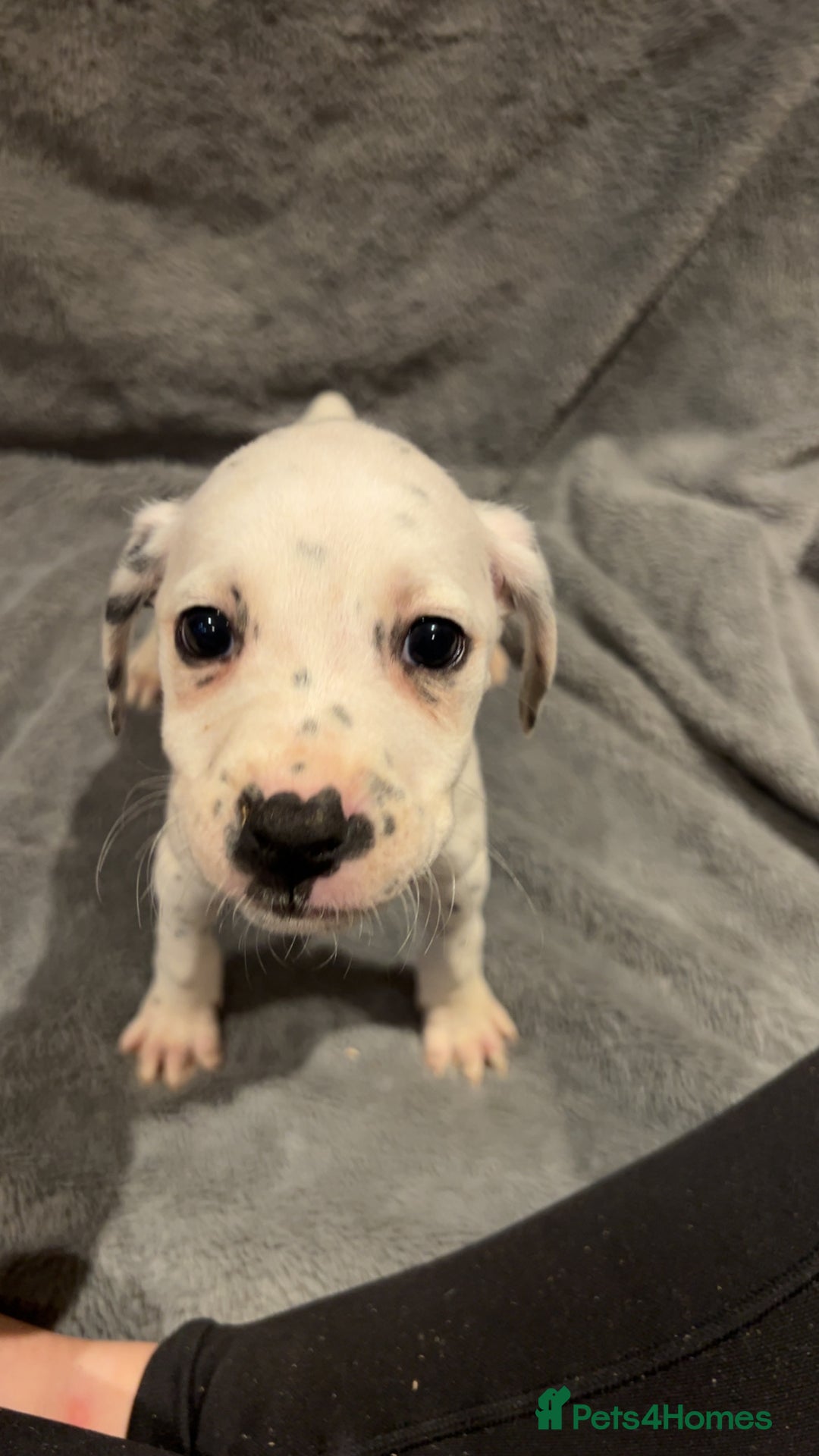 Mixed Breed dogs for sale: Dalmatianxboxer puppies  - Image 22