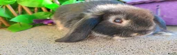 Mini Lop rabbits for sale: Mini lop - Advert 15