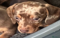 Dachshund dogs for stud: Kc studs available 💥both proven  in Bilston - Image 12