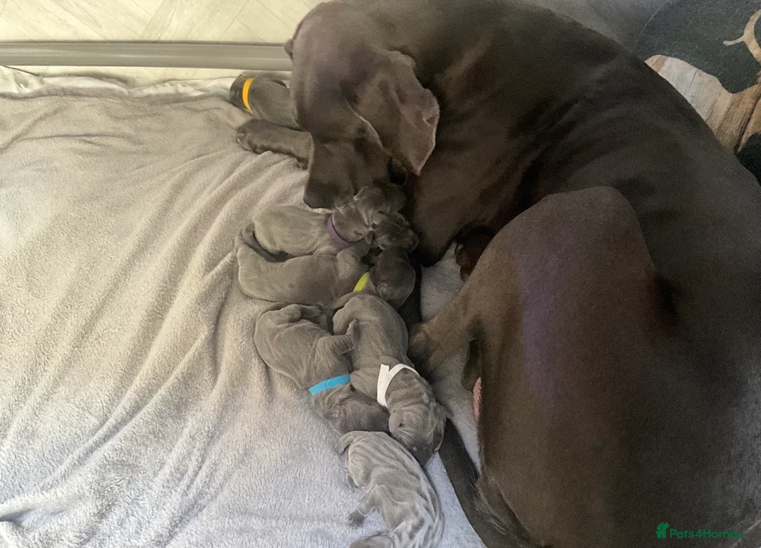 Great Dane dogs for sale: Beautiful Blue Great Dane Litter KC Reg in Beverley - Advert 2
