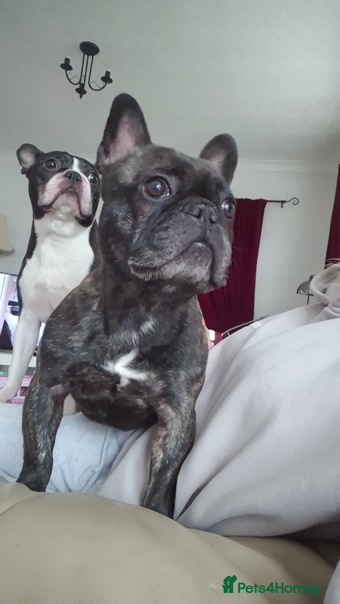French Bulldog dogs for stud: French bulldog stud - Advert 4