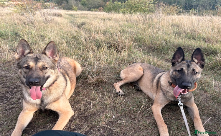 Belgian Shepherd Dog dogs - Advert 2