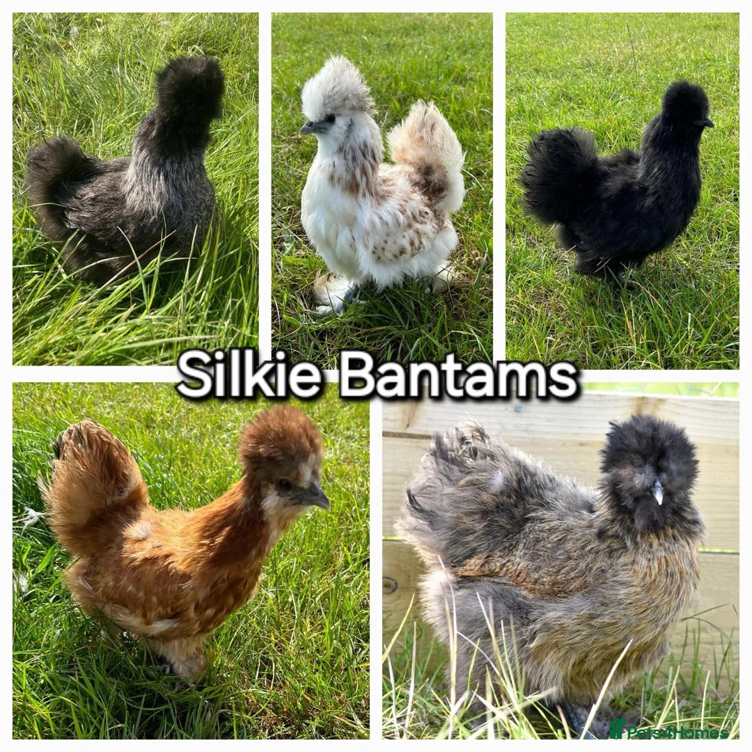 Chickens poultry for sale: Bantams  - Advert 3