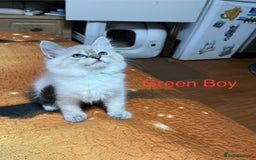 Ragdoll cats for sale: ❗️❤️5 Incredibly Beautiful Ragdoll Kittens❤️🐈  - Image 5