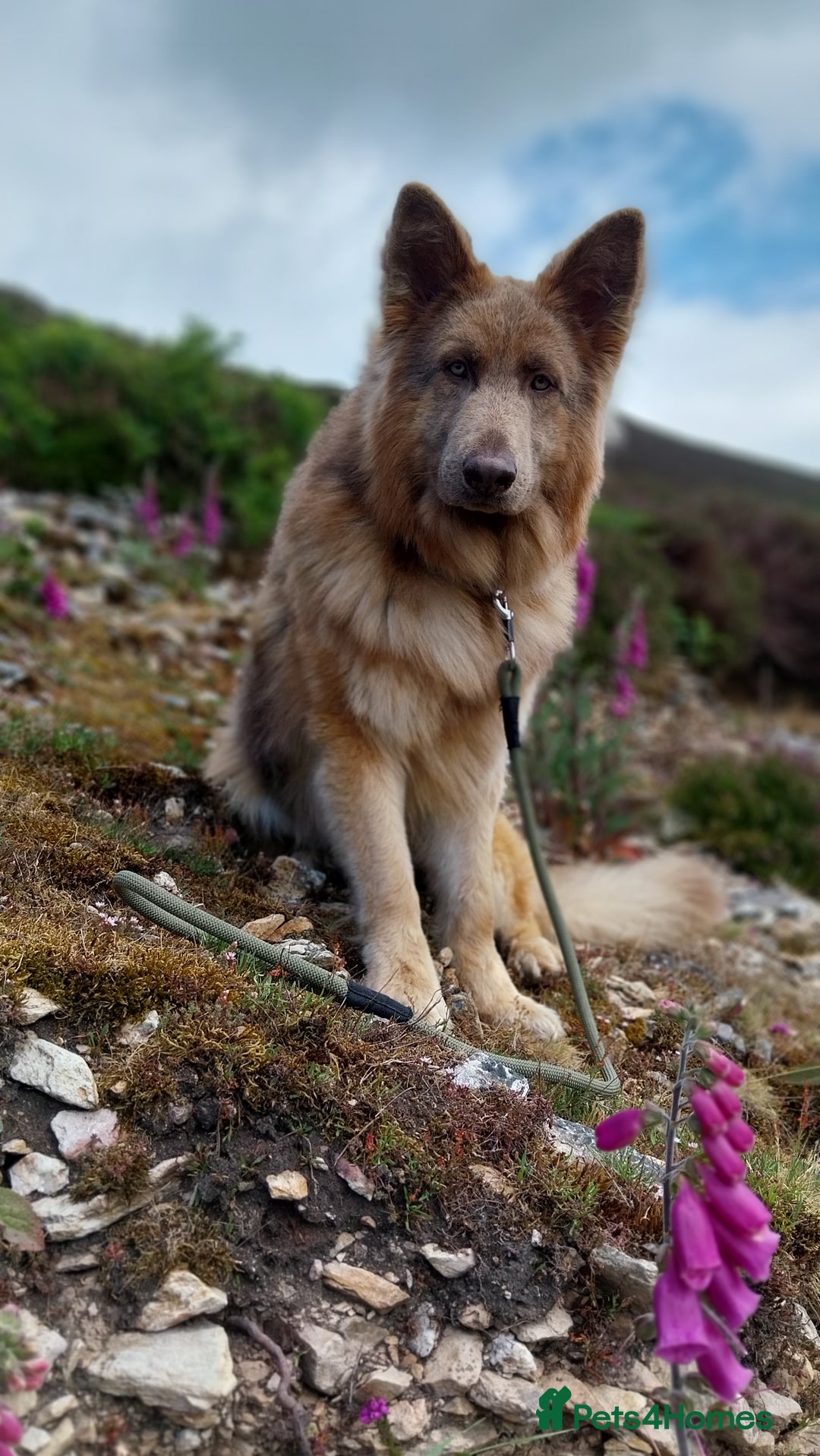 German Shepherd dogs for stud: KC health tested isabella german shepherd for stud - Advert 5