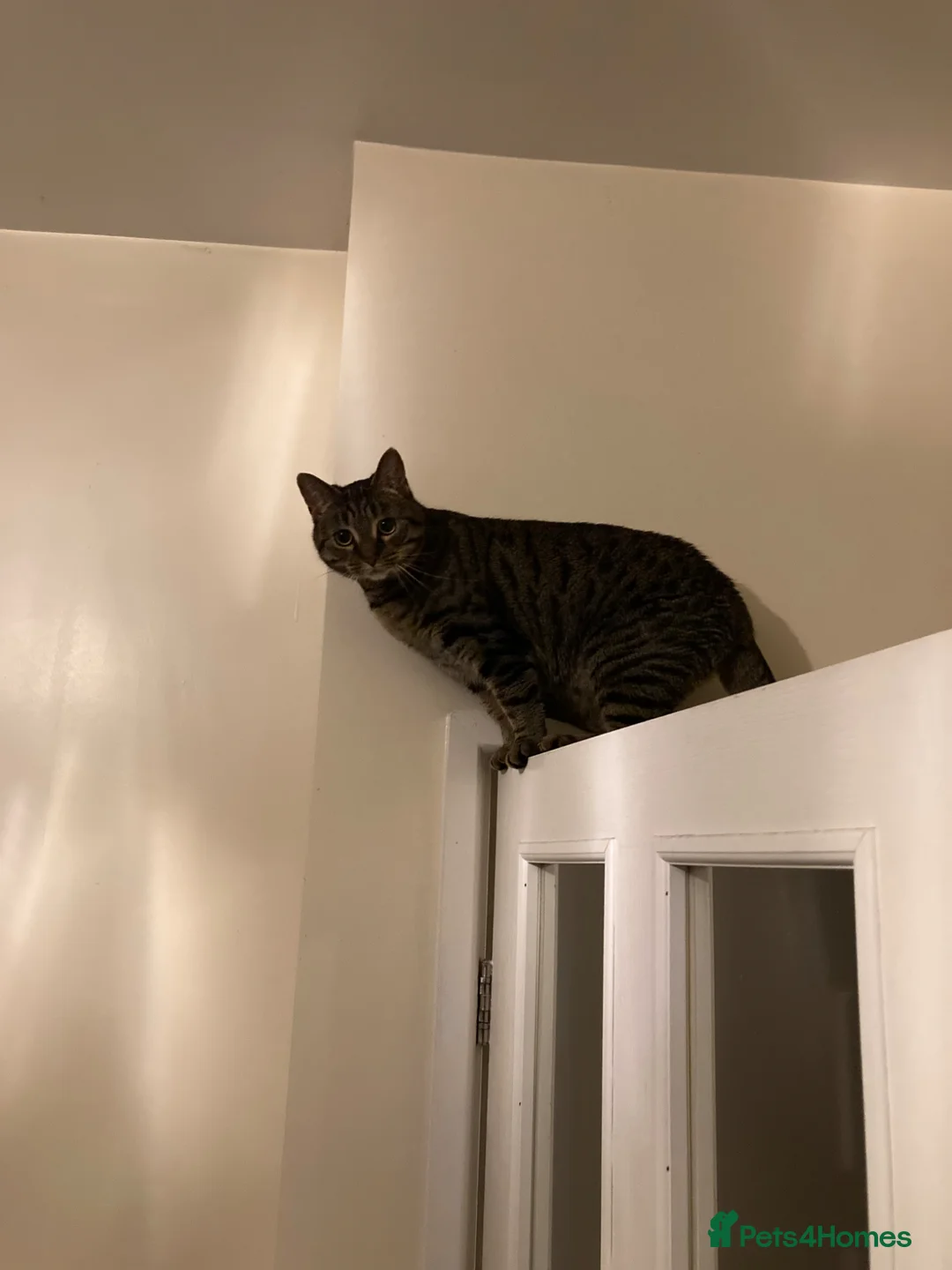 British Shorthair cats for sale: Mini and Enza in Rotherham - Advert 2