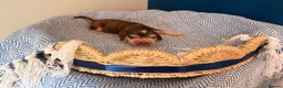 Cocker Spaniel dogs for sale: Outstanding KC registered Cocker Spaniel Puppies  - Advert 15