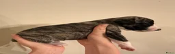 Whippet dogs for sale: KC registered brindle Whippets  in Ormskirk - Advert 8