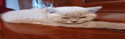 British Shorthair cats for sale: Stunning BSH pedigree kittens TICA registered  - Advert 31