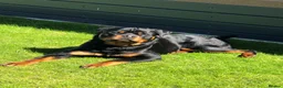 Rottweiler dogs for sale: Milo  - Advert 1