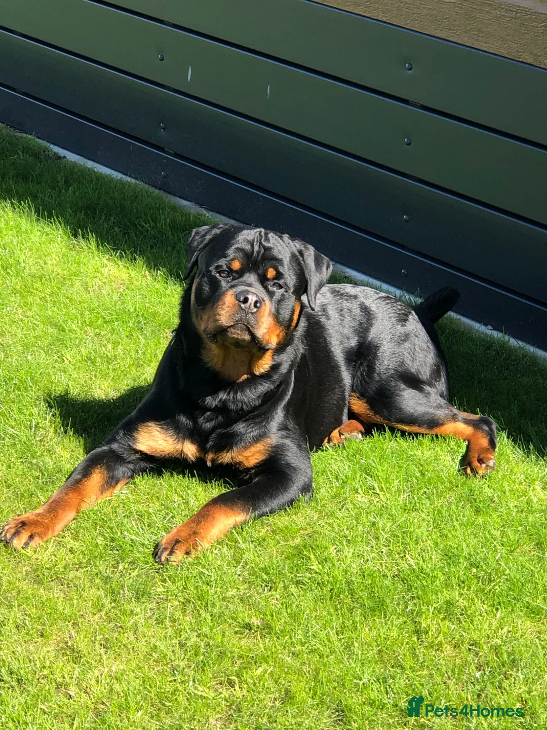 Rottweiler dogs for sale: Milo  - Advert 1