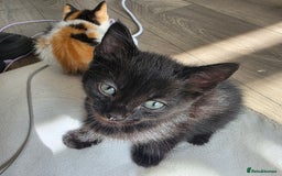 Mixed Breed cats for sale: 5 kittens  - Image 4