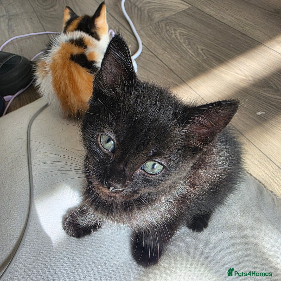 Mixed Breed cats for sale: 5 kittens  - Image 4