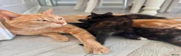 Mixed Breed cats for sale: 5 beautiful kittens for sale 🖤🧡  - Advert 22