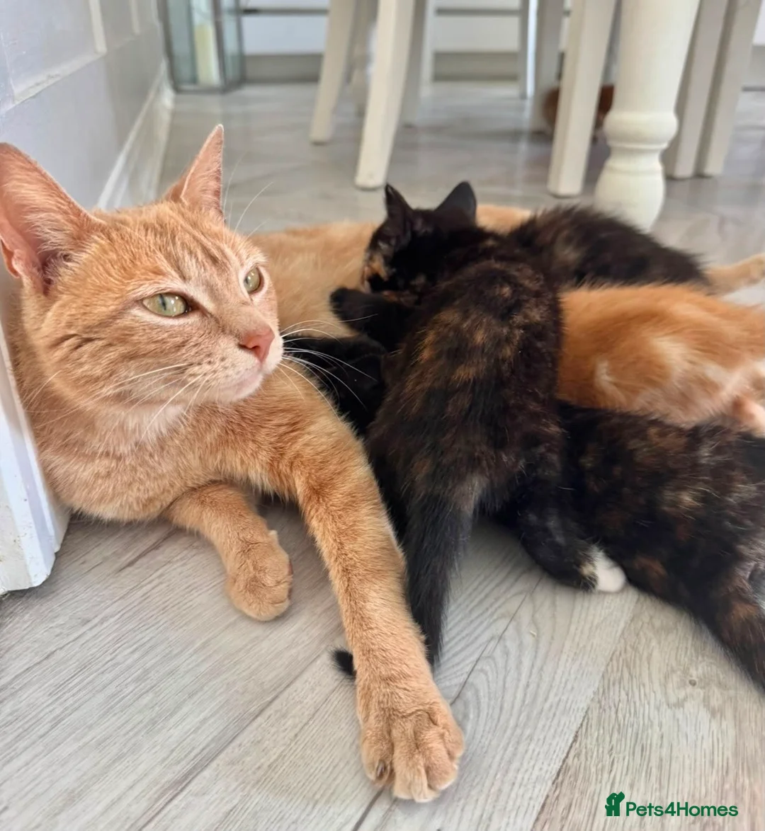 Mixed Breed cats for sale: 5 beautiful kittens for sale 🖤🧡  - Advert 22