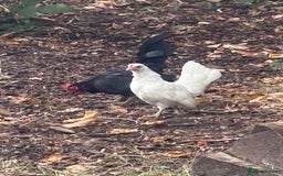 Chickens poultry for sale: Serama hen and cockerel  - Image 4