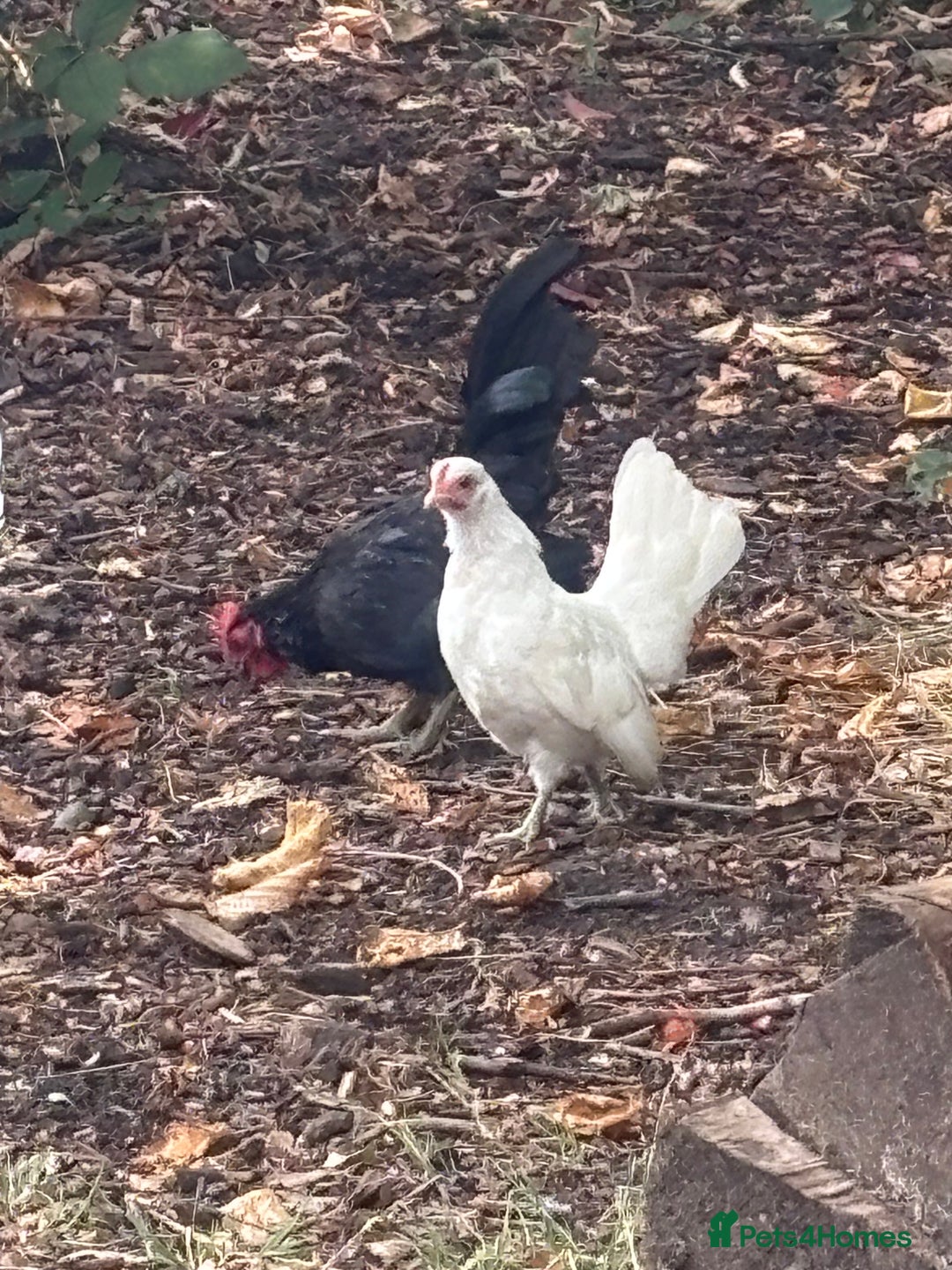 Chickens poultry for sale: Serama hen and cockerel  - Image 4