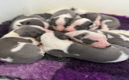 Whippet dogs for sale: All found homes-Beautiful Blue and White Parti BOY - Image 19