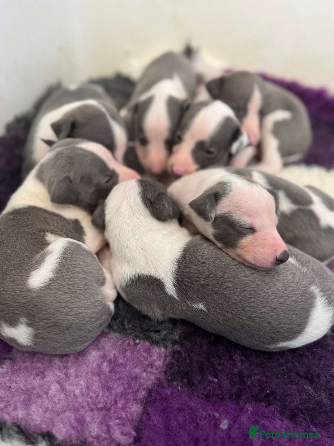 Whippet dogs for sale: All found homes-Beautiful Blue and White Parti BOY - Image 19