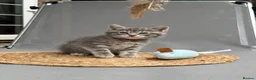 British Shorthair cats for sale: 🐾 5 Beautiful Kittens – British Shorthair Mum  - Advert 12