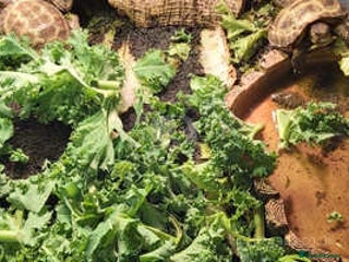 Guinea Pig rodents Skinny pig babies - Advert 1