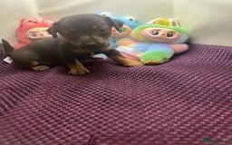 Jack Russell dogs for sale: Miniature natural bobtailed Jack Russells - Image 5
