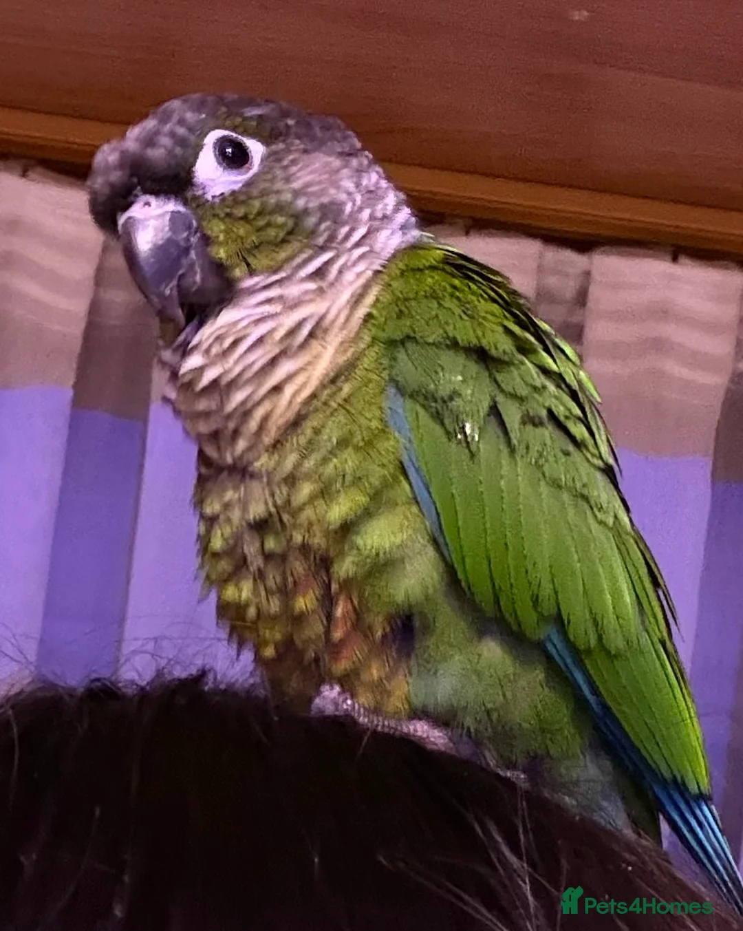 Conures birds for sale: Male green cheeked conure needing new home - Advert 2