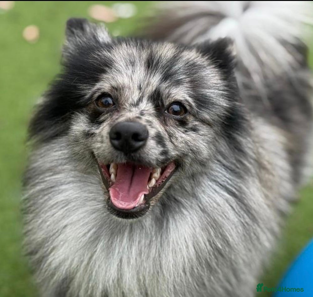 Pomeranian dogs Pom for sale - Advert 4