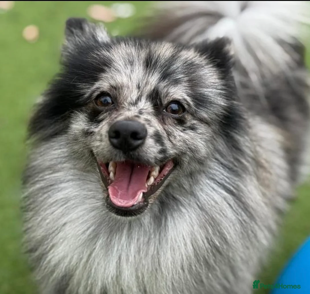 Pomeranian dogs for sale: Pom for sale - Advert 1