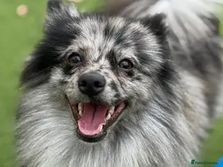 Pomeranian dogs Pom for sale - Advert 4