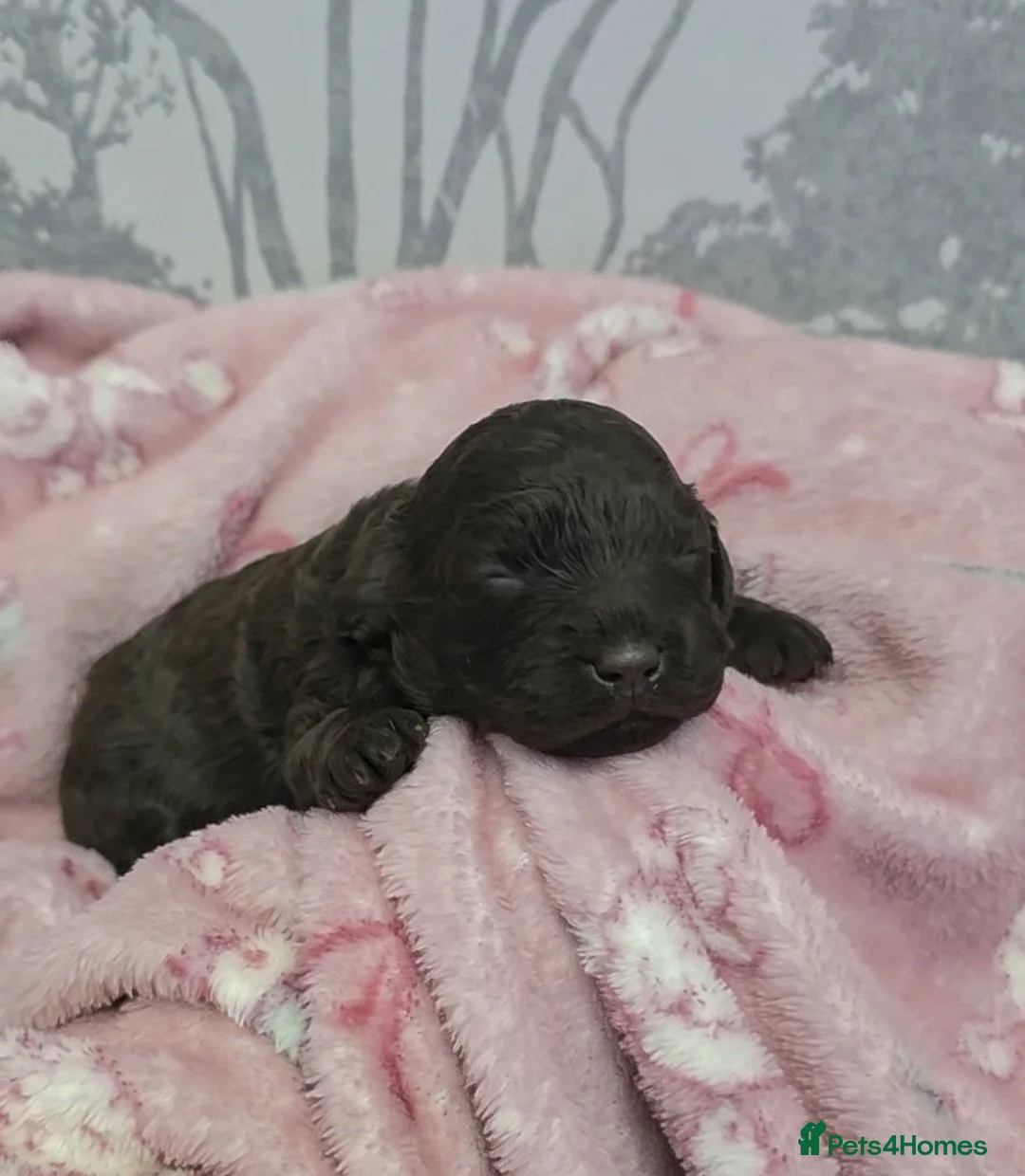 Cavapoo dogs for sale: Chocolate cavapoo available babies   - Advert 3