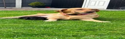 Labrador Retriever dogs for sale: Labradors in Wrexham - Advert 2