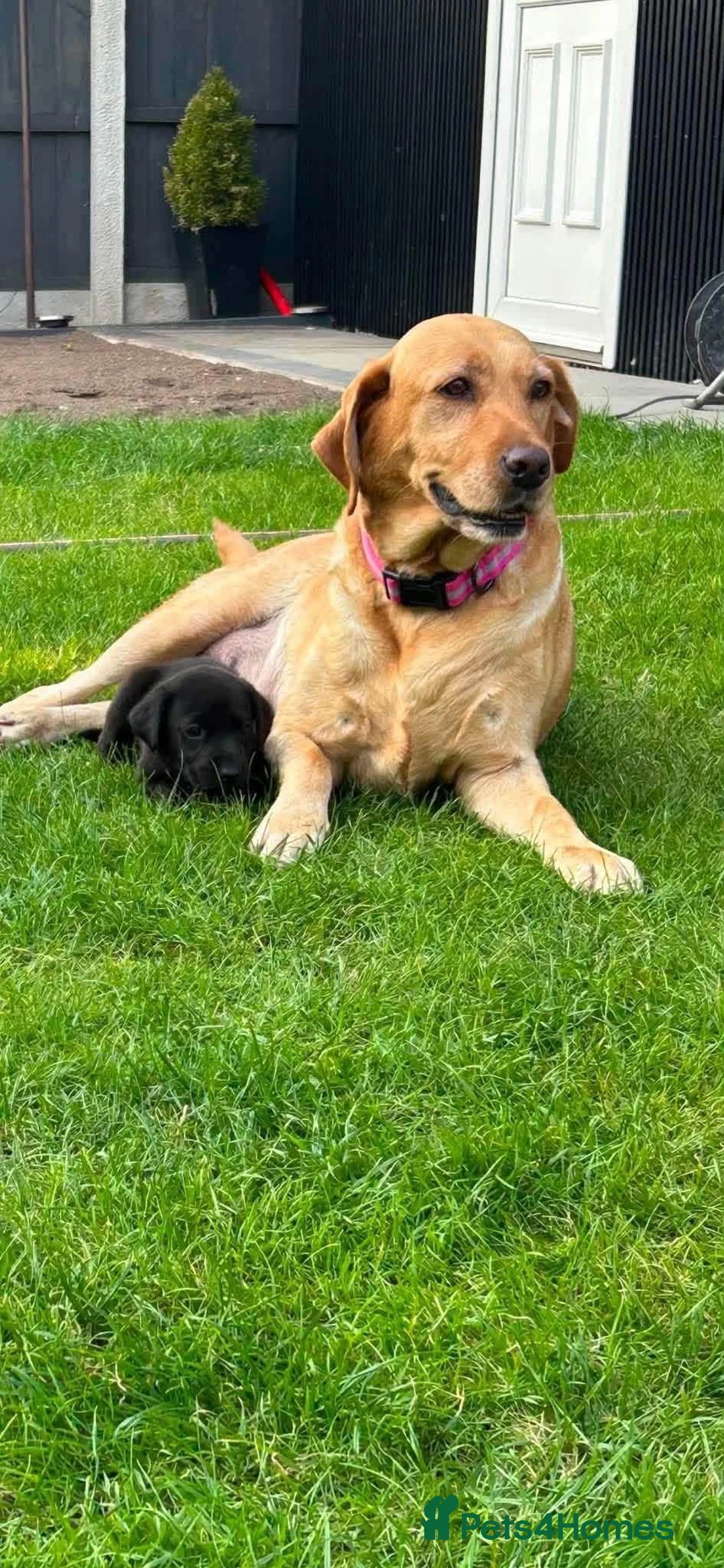 Labrador Retriever dogs for sale: Labradors in Wrexham - Advert 2