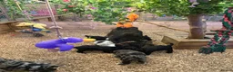 Bernedoodle dogs for sale: Black Bernedoodle Boy 1250 - Advert 2