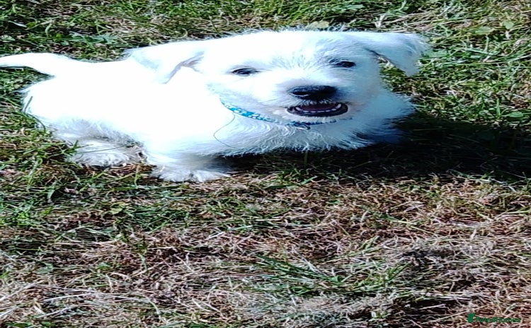West Highland Terrier dogs - Advert 1