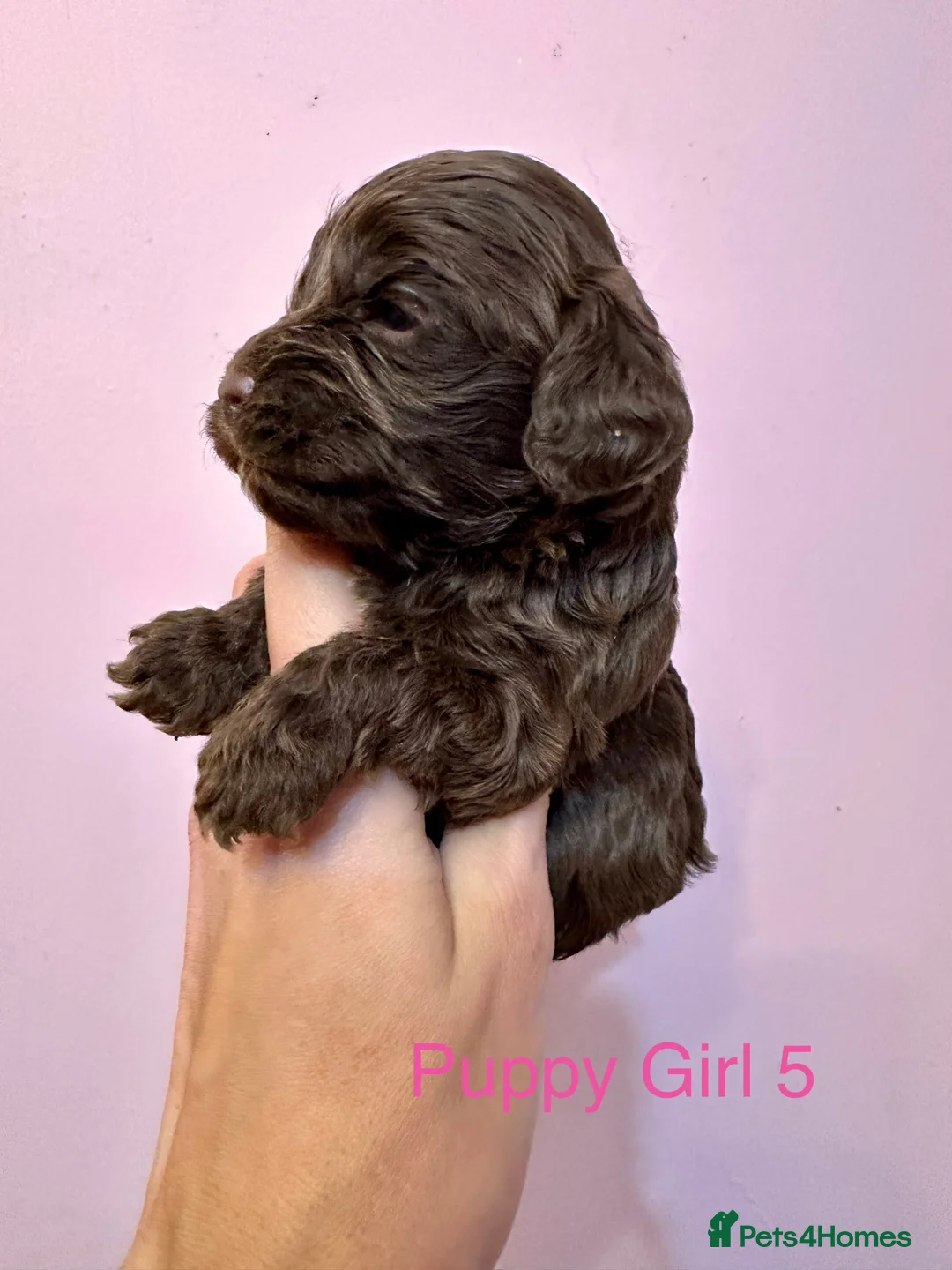 Cockapoo dogs for sale: Lovely American Cockapoo Pups Chocolates & Merles  - Advert 5