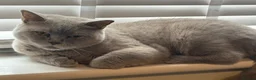 British Shorthair cats for sale: Active Registered British Shorthair  - Advert 3