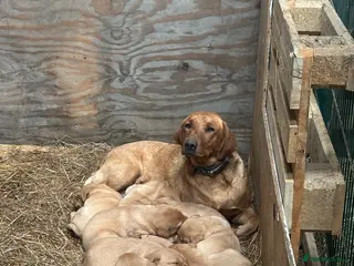Labrador Retriever dogs Puppy Red fox labradors - Advert 8