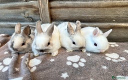 Netherland Dwarf rabbits for sale: Gorgeous Netherland dwarf bunnies  - Image 1