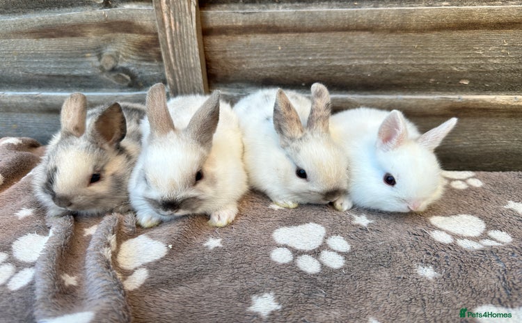 Netherland Dwarf rabbits - Advert 1
