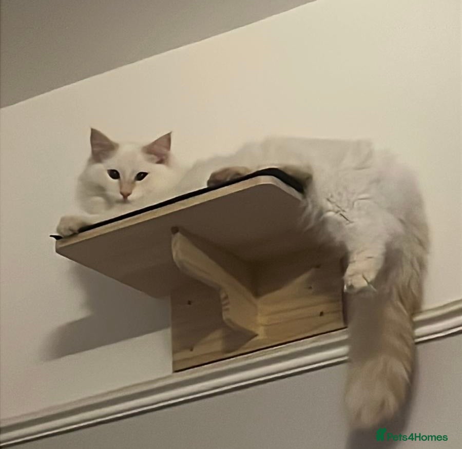 Ragdoll cats 🔥 Exceptional Flame Point Stud Available 🔥 - Advert 2