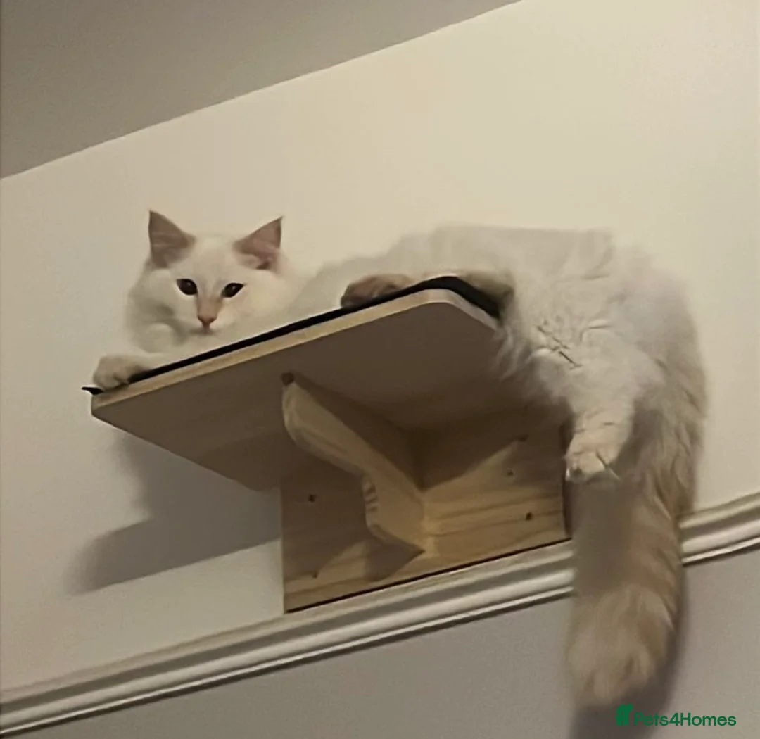 Ragdoll cats for stud: 🔥 Exceptional Flame Point Stud Available 🔥 - Advert 1