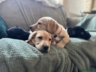 Labrador Retriever dogs Last one! KC registered male Labrador. Ready now. - Advert 13