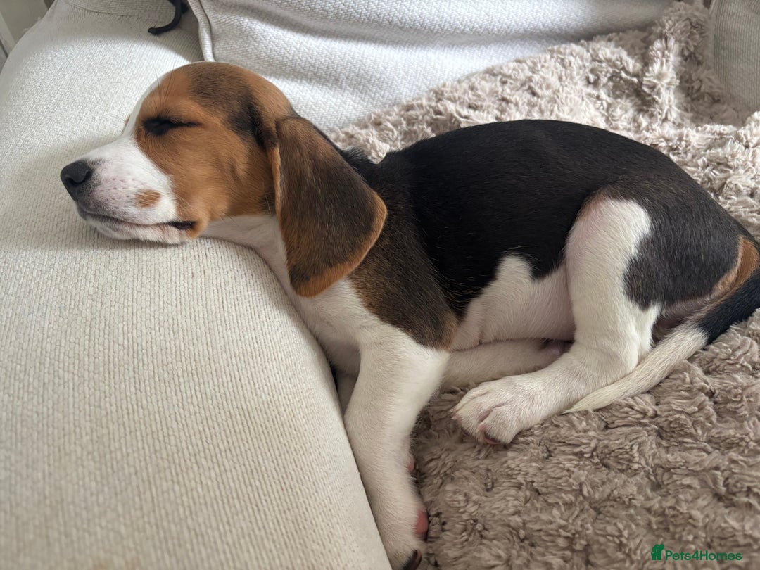 Beagle dogs for sale: KC registered Beagle puppies ⭐Ready to leave now⭐️ - Image 4
