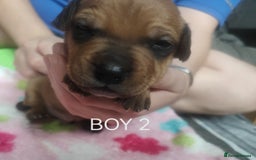 Mixed Breed dogs for sale: Lab x staff pups  - Image 16