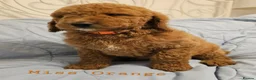 Mini Goldendoodle dogs for sale: Miniature Goldendoodle F1bb Ready Now  - Advert 3