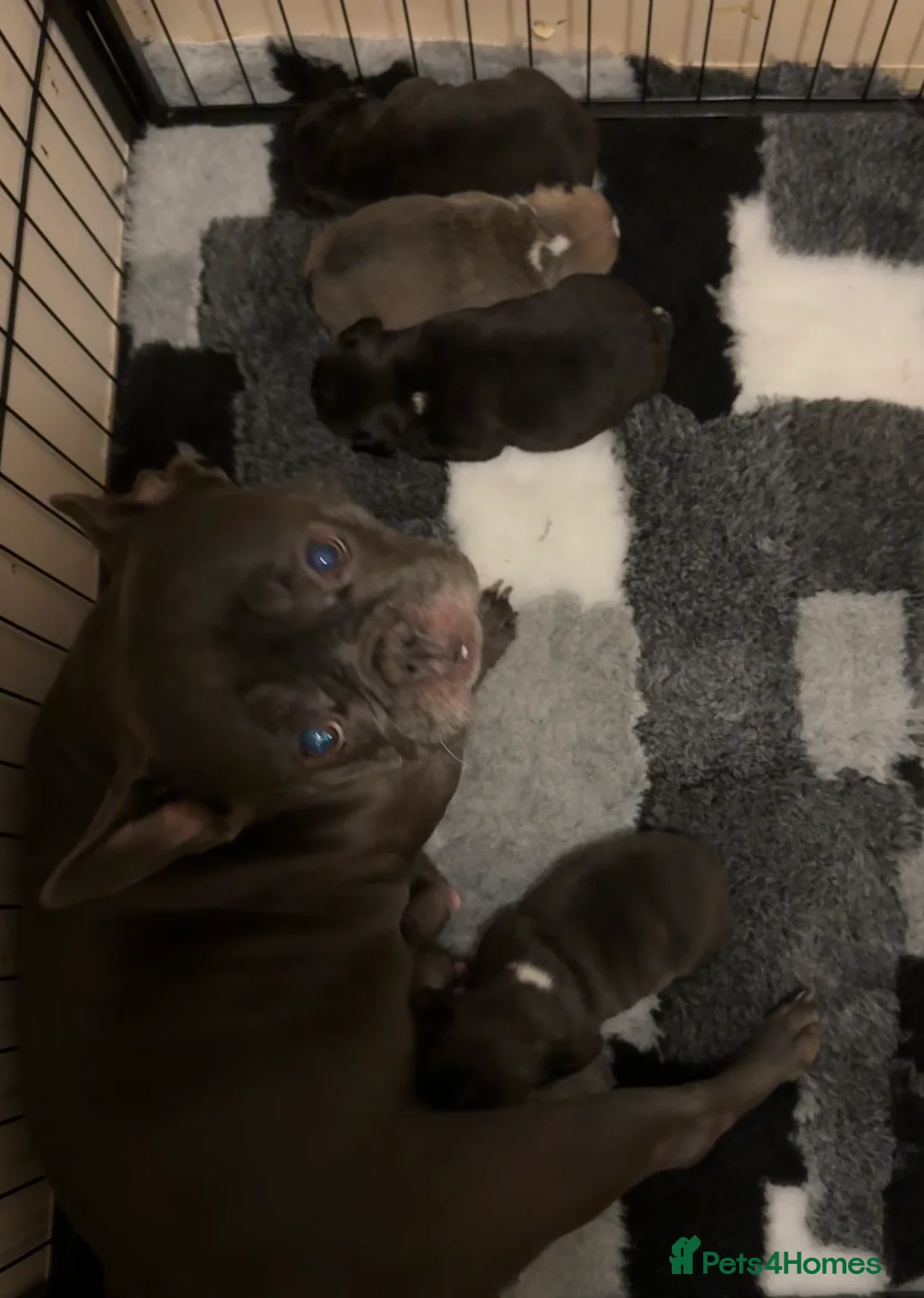 French Bulldog dogs for sale: French Bulldog Puppies - Advert 2