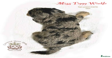 Cavapoo dogs - Advert 6