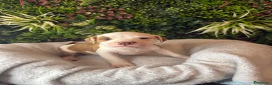 Mixed Breed 9